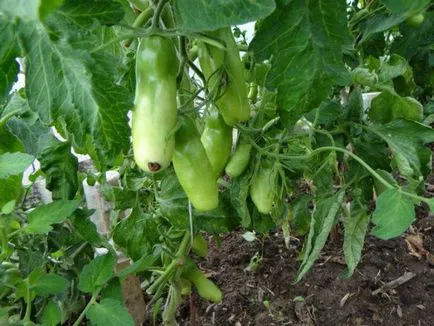 Tomate Descrierea auriya soiului, cultivare, comentarii