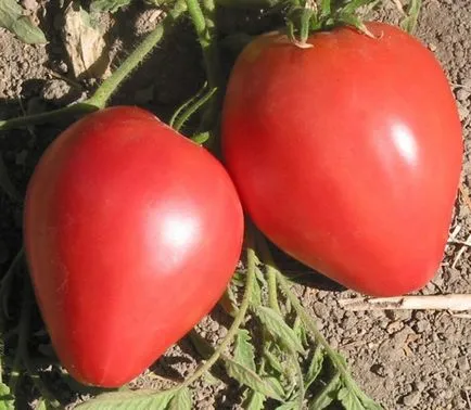 Tomate Ursul Bruin comentarii și fotografii descrierea soiului de tomate, randament, și care au plantat, galben și