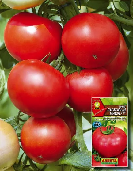 Tomate dulce Misa f1