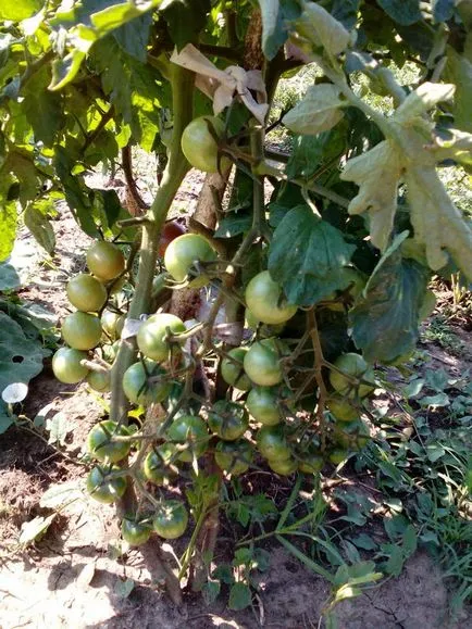 Tomate și o grămadă de ciocolată dulce - o mană cerească pentru gastronomic