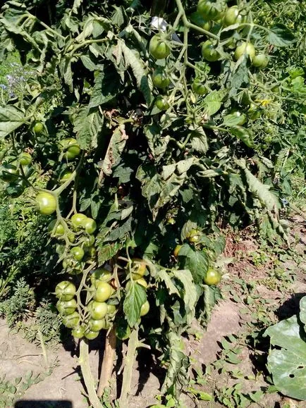 Tomate și o grămadă de ciocolată dulce - o mană cerească pentru gastronomic