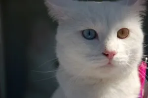 Turcă Angora preț frumusete - surditate - pisica bonehead
