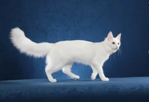 Török angóra szépség ára - süketség - macska csökönyös ember