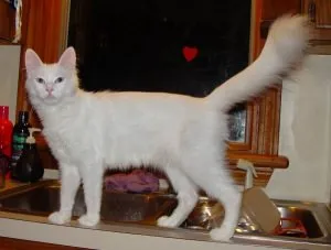 Turcă Angora preț frumusete - surditate - pisica bonehead