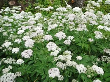 Grass goutweed leírás, tulajdonságok, módszerek elleni küzdelem, a megelőzés