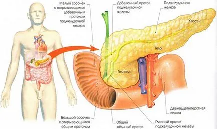 Plante medicinale pentru tratamentul pancreatic unor plante din plante și a băut în boli