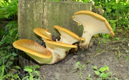 Polyporus squamosus описание, гъби снимка