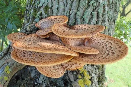 Polyporus squamosus описание, гъби снимка