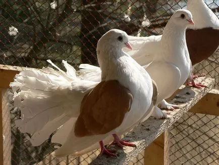Trichomoniázis madarak, galambok kezelés