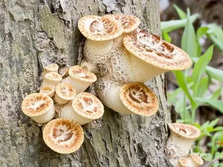 Polyporus squamosus описание, гъби снимка