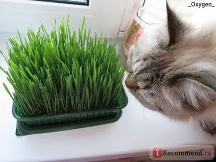 Grass Universal Pet alpesi rétek - „fű nem minden macska! részletes