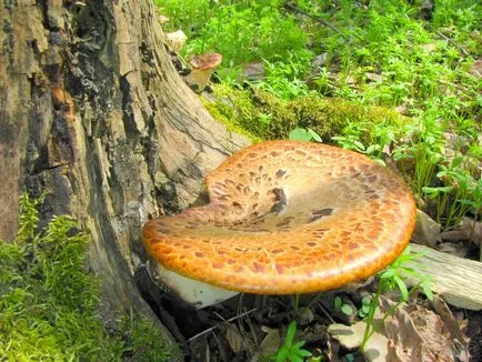 Polyporus squamosus описание, гъби снимка