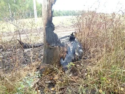 Удар на светкавица, за дърво