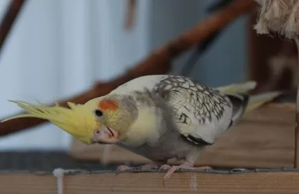 În cockatiels picior in gat, pasarile noastre