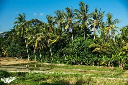 Ubud, Bali - egy útmutató a turisták számára