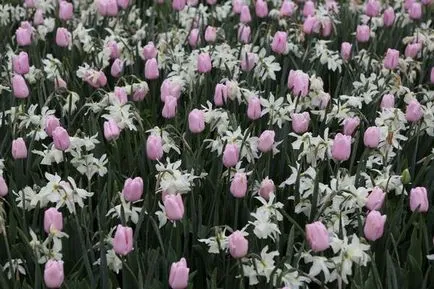 Tulipán más növények harmonikus kombinációja - példák, fotók