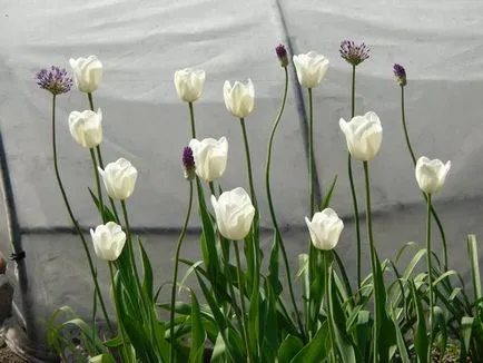 Tulipán más növények harmonikus kombinációja - példák, fotók