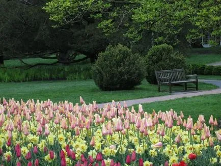 Tulipán más növények harmonikus kombinációja - példák, fotók