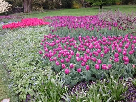 Tulipán más növények harmonikus kombinációja - példák, fotók