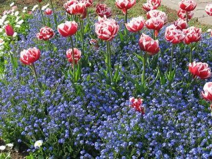 Tulipán más növények harmonikus kombinációja - példák, fotók