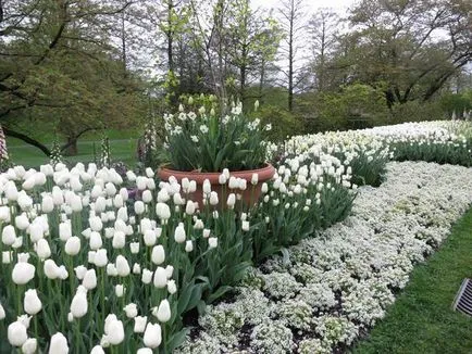 Tulipán más növények harmonikus kombinációja - példák, fotók