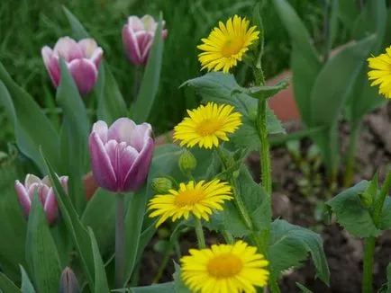 Tulipán más növények harmonikus kombinációja - példák, fotók