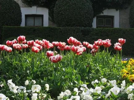 Tulipán más növények harmonikus kombinációja - példák, fotók