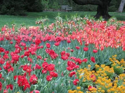 Tulipán más növények harmonikus kombinációja - példák, fotók