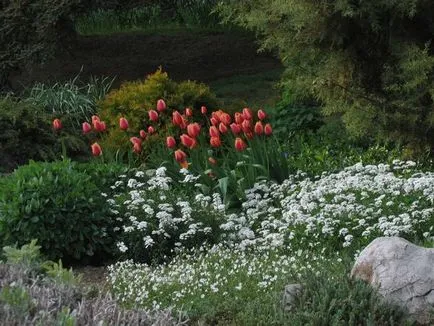 Tulipán más növények harmonikus kombinációja - példák, fotók