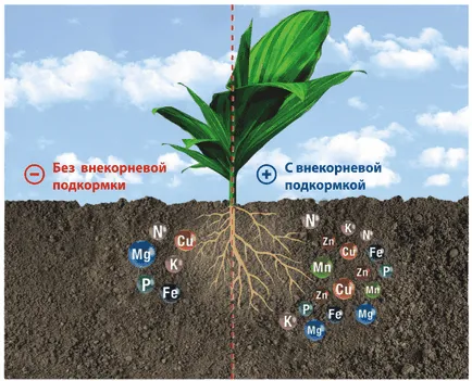 Îngrășăminte pentru plante (de interior, culori), în casa