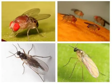 Midge harapás tünetek, viszketés és duzzanat a harapás egy szúnyog, mit kell tenni