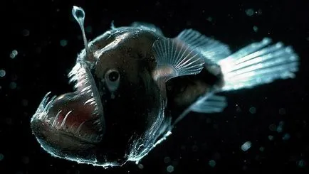 Egyes halak egy zseblámpa