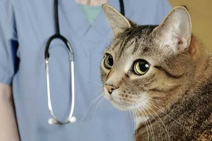 Vasculitis macskák okoz, típusú és kezelési módszerek