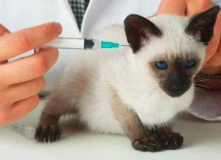 Vaccinarea pisicilor pisicilor Bucuresti preț, costuri, pisicuțe