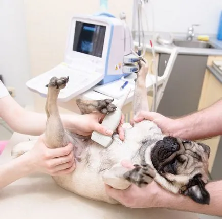Uzi kutya Rostov otthon, állatorvosi klinika Animal Doctor