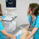 Clinica veterinara (vetkliniku) în LCD Dubrovka, UNIVET