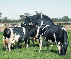 Eșantionul pentru inseminare de vaci, de detectare a căldurii în vaci