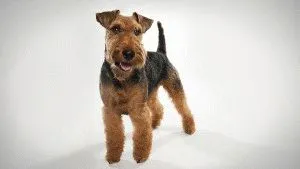 Caracteristicile și natura Welsh Terrier-ul de animale de companie