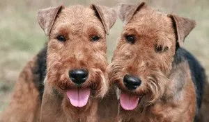 Caracteristicile și natura Welsh Terrier-ul de animale de companie