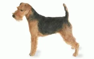 Caracteristicile și natura Welsh Terrier-ul de animale de companie