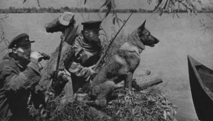 câinii credincioși de război, o realizare de 150 de câini de frontieră