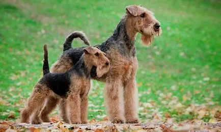 Photo welsh terrier, fajta leírását és árát, vélemények tulajdonosok