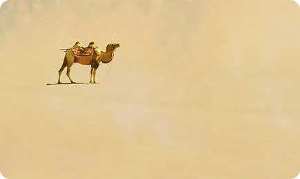 Camel (latină: