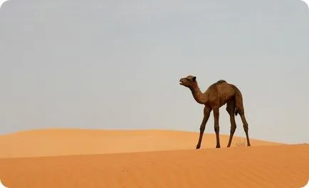 Camel (latin: