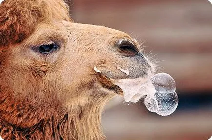 Camel (latin: