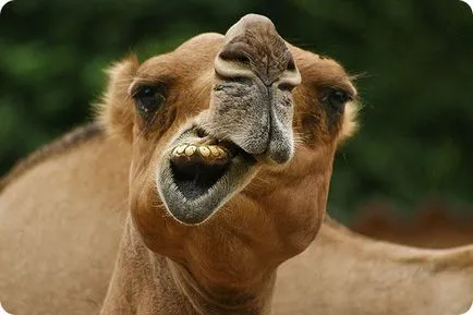 Camel (latină: