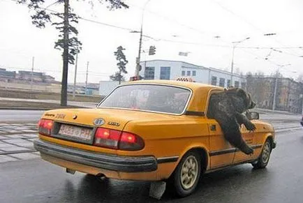 Lucky „(taxi) járművezetők és az utasok véleménye