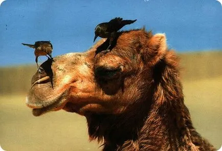 Camel (latină: