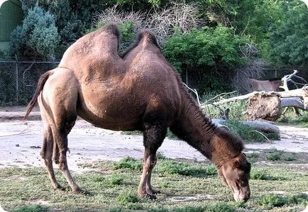 Camel (latină: