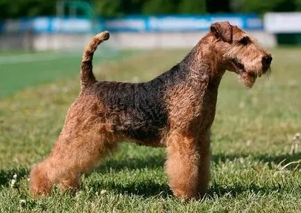 Photo welsh terrier, fajta leírását és árát, vélemények tulajdonosok